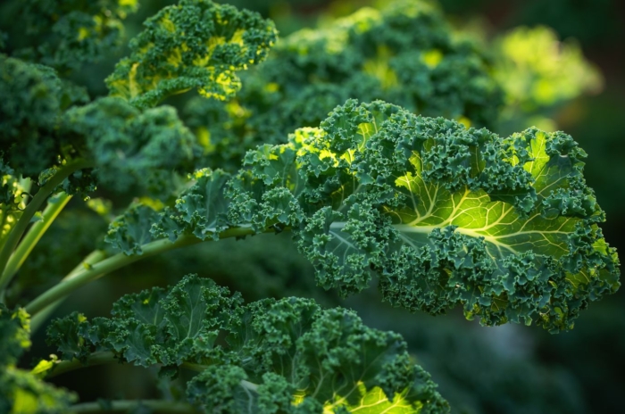 A close-up shot of a ruffled, curly leaf of a crop, showcasing a growing kale
