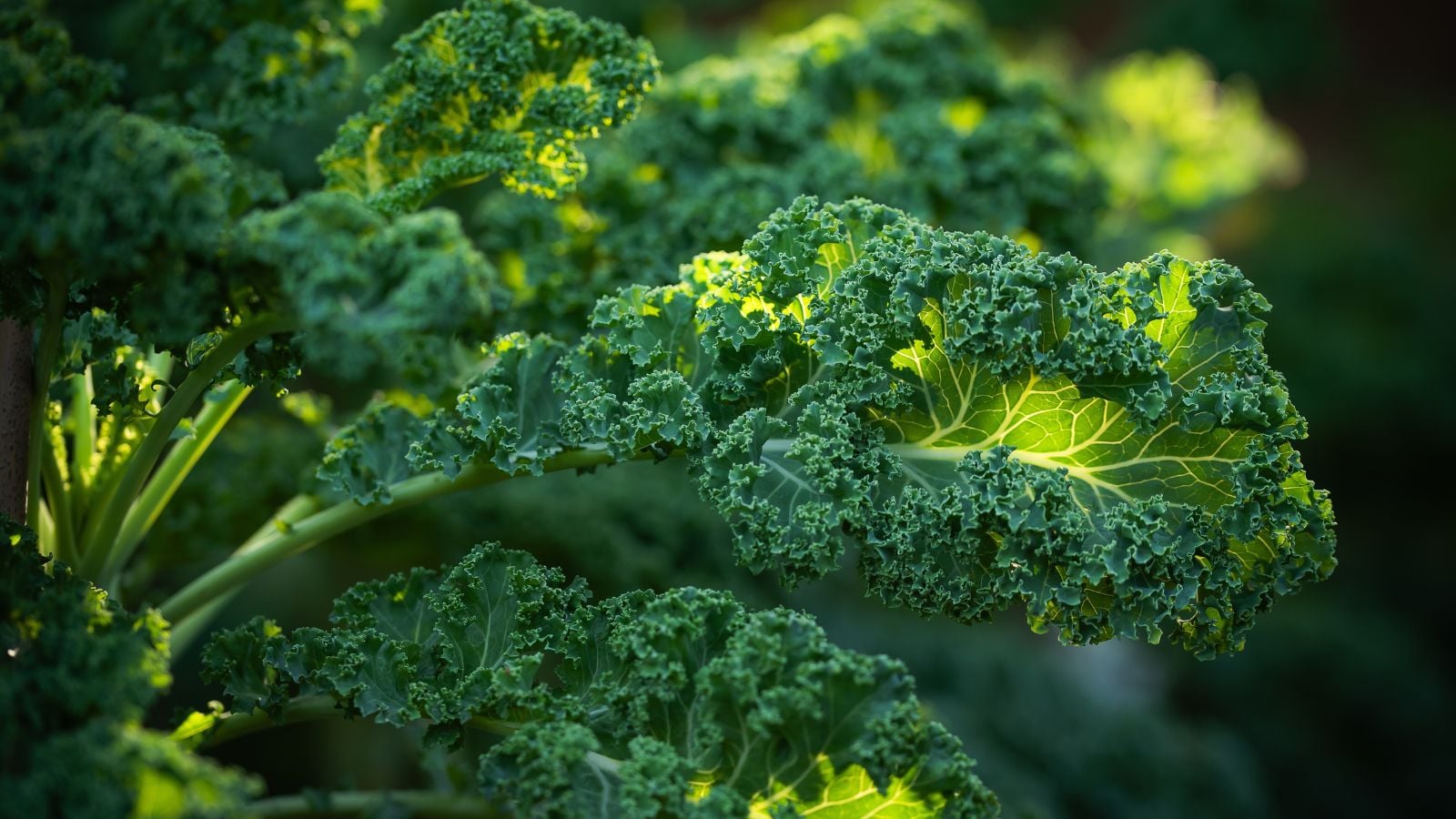 A close-up shot of a ruffled, curly leaf of a crop, showcasing a growing kale with veiny and sturdy leaves