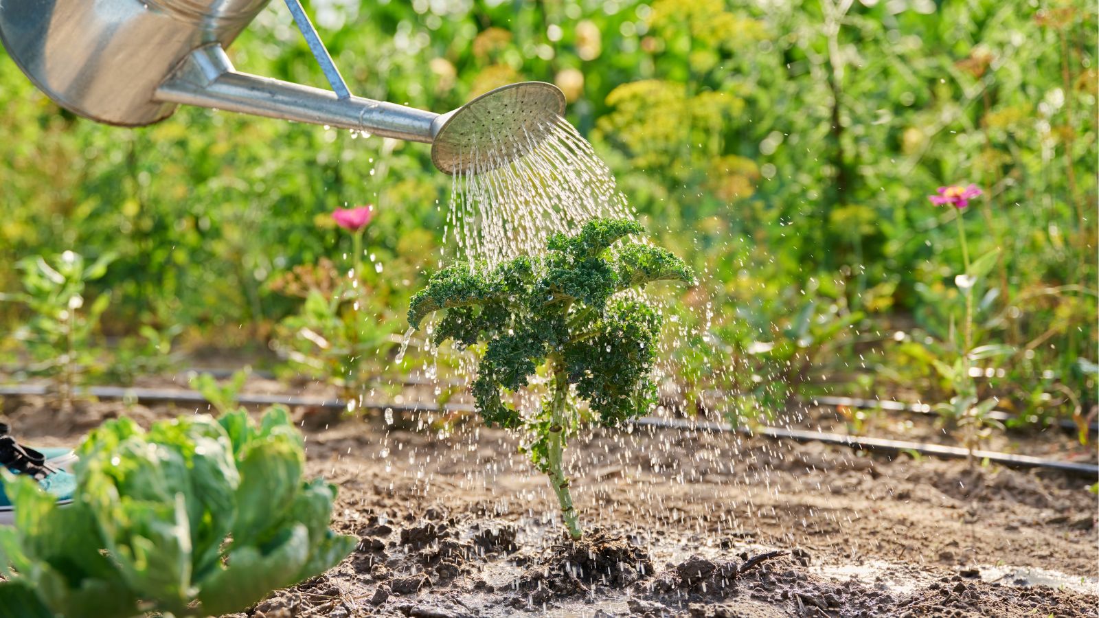 A close-up shot of a seedling of a leafy crop being watered using a metal watering can, all situated in a well lit area outdoors