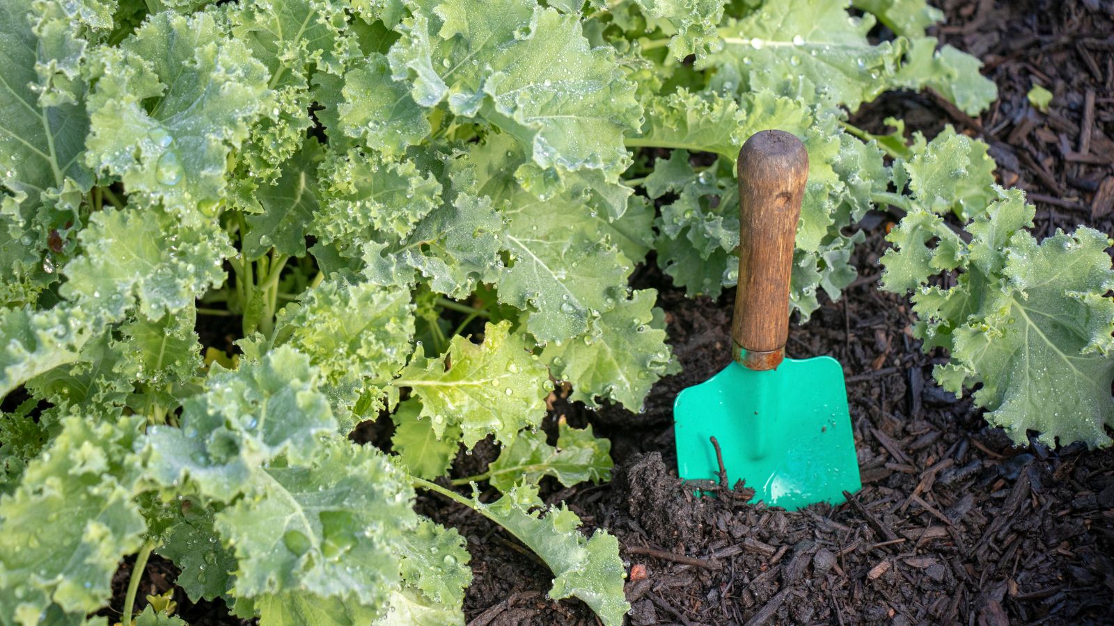 A close-up shot of a small hand trowel beside a small composition of newly transplanted leafy crops in a well lit area outdoors