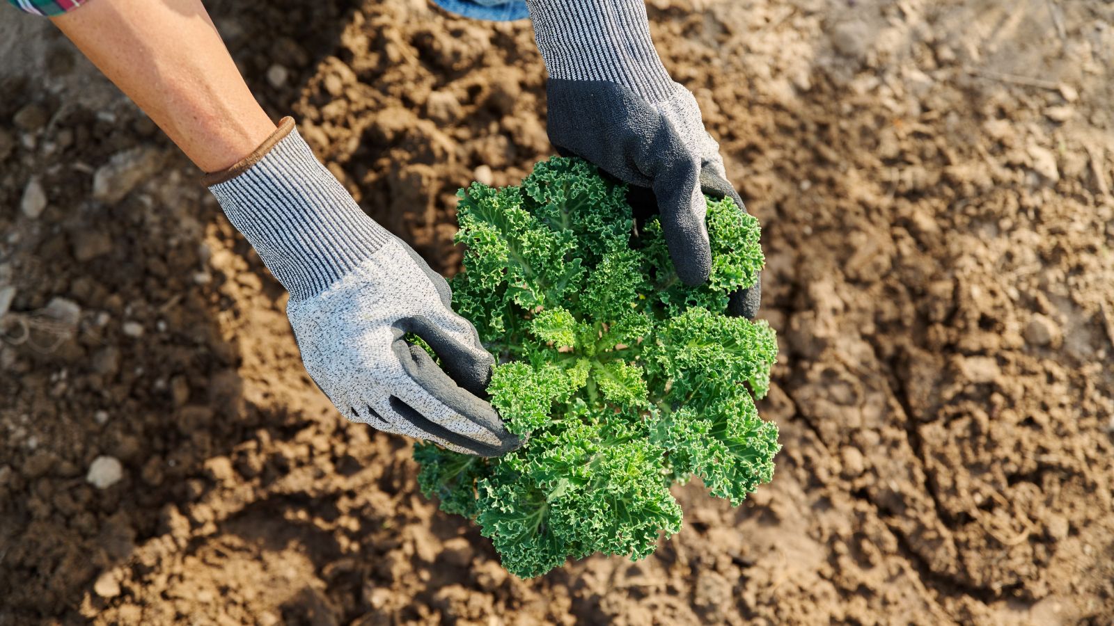 An overhead and close-up shot of a person in the process of inspecting a developing curly leafy crop in a well lit area outdoors