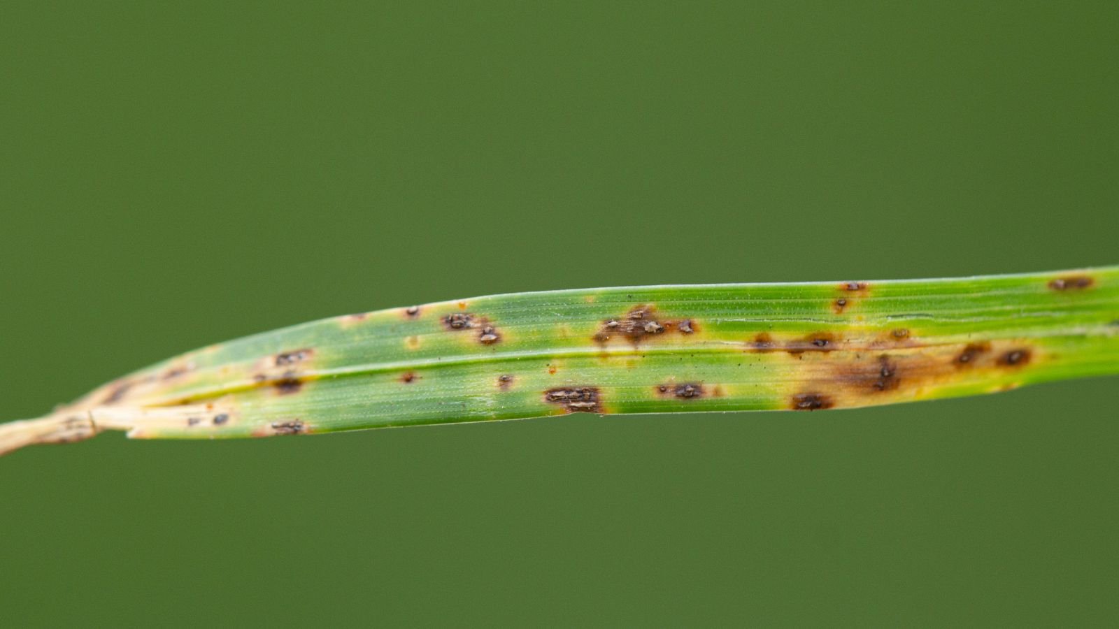 A close-up shot of a single blade of a grass infected with Blight, showcasing brown-yellow spots