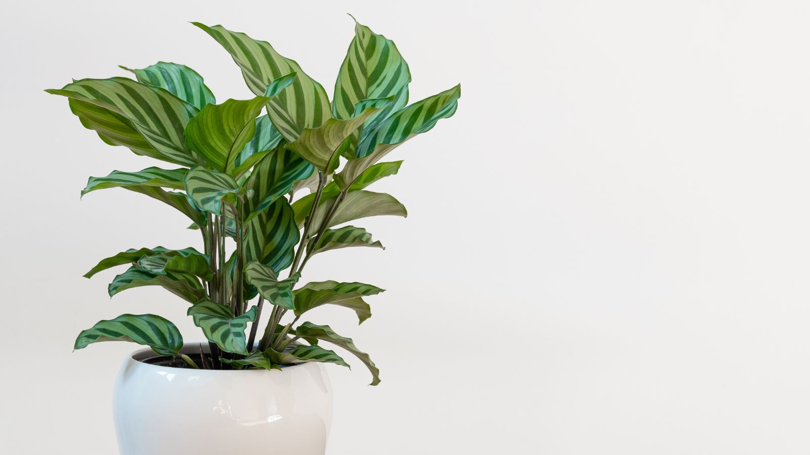 A healthy and lovely Calathea concinna plant with striped leaves placed in a white po against a white background