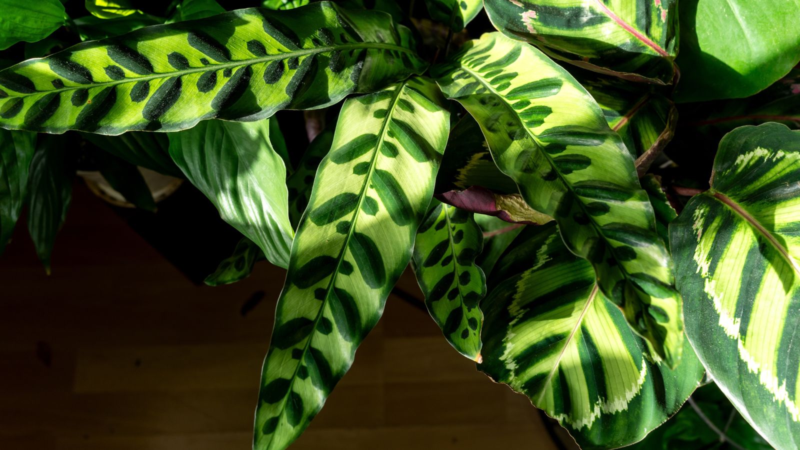 A lovely and healthy Calathea lancifolia appearing to have patterned leaves surrounded by other indoor plants