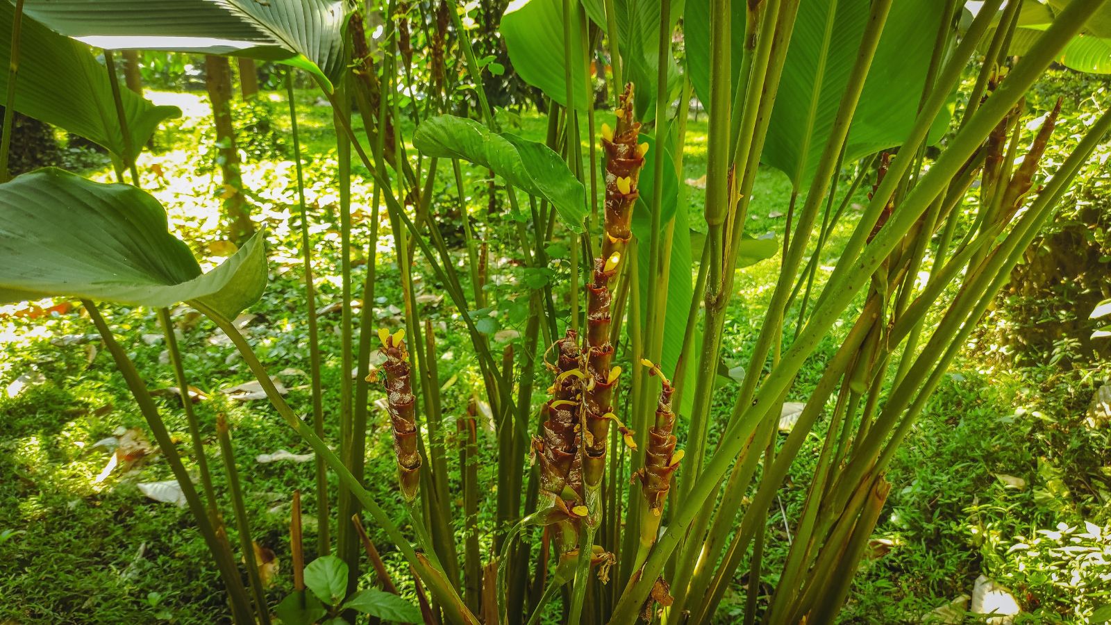 A lovely Calathea lutea appearing to have green plant parts placed outdoors under the sunlight with other plants in the garden