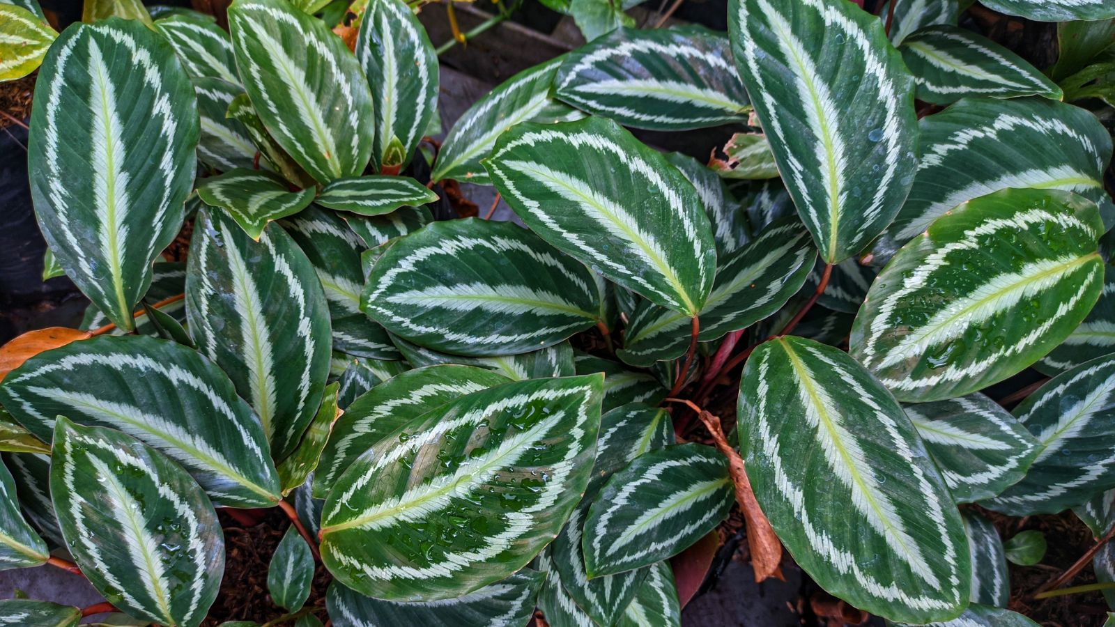 A thick layer of Calathea veitchiana leaves having lovely white stripes and deep green hues
