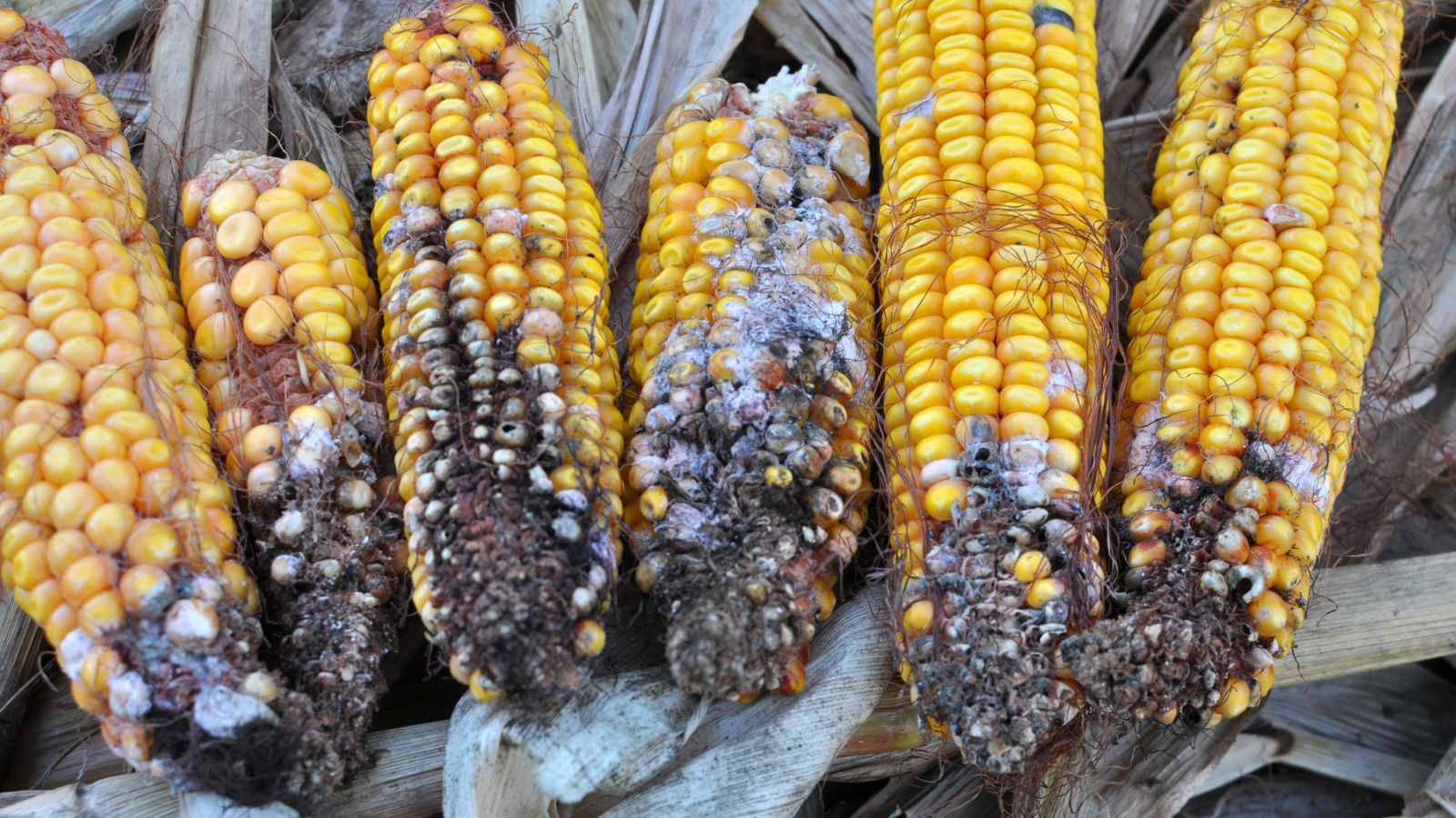 An overhead and close-up shot of a small pile of severely diseased corn cobs, placed in a well lit area outdoors