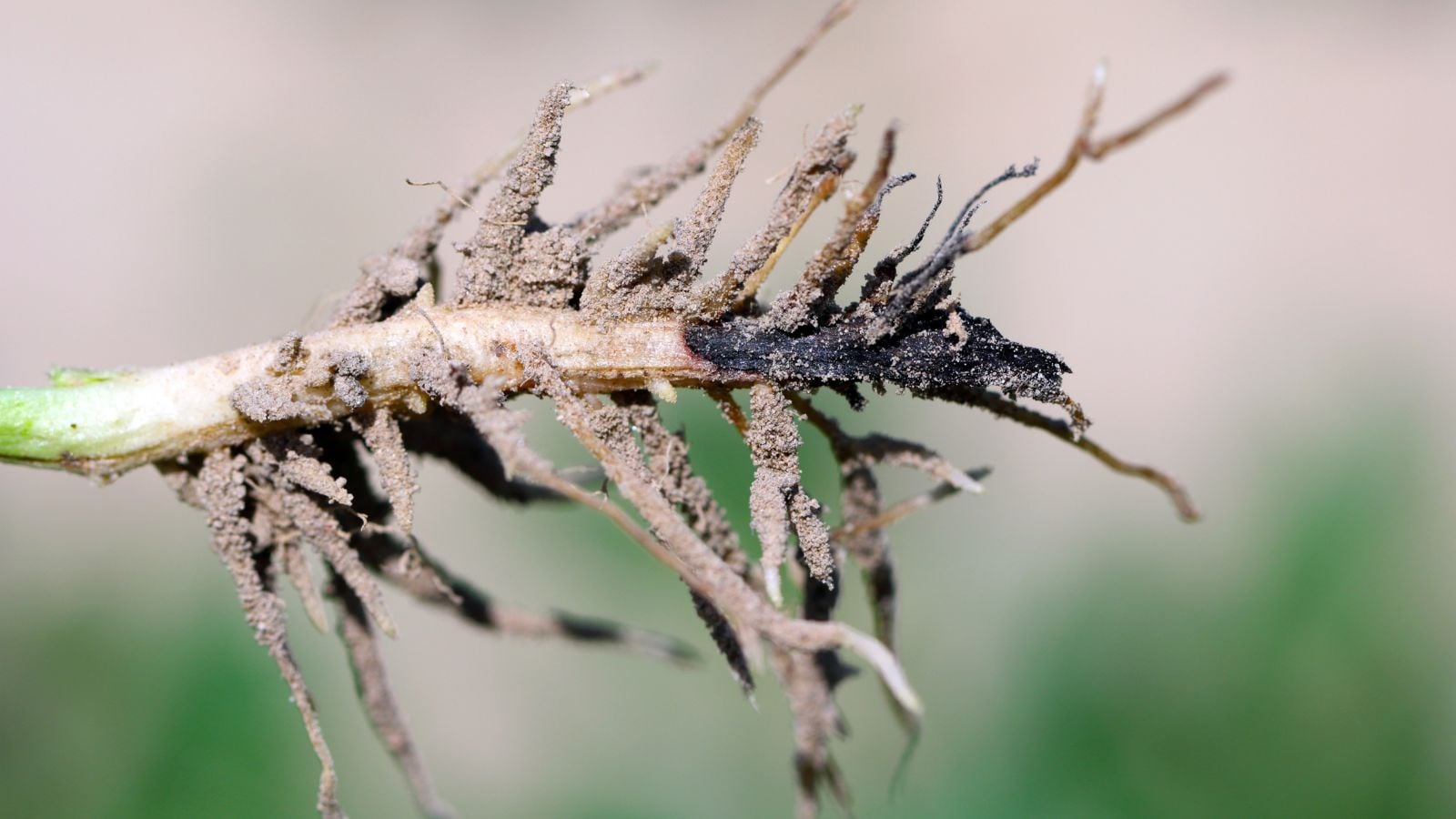 A close-up shot of a root of a plant with black rotting tips, caused by a disease