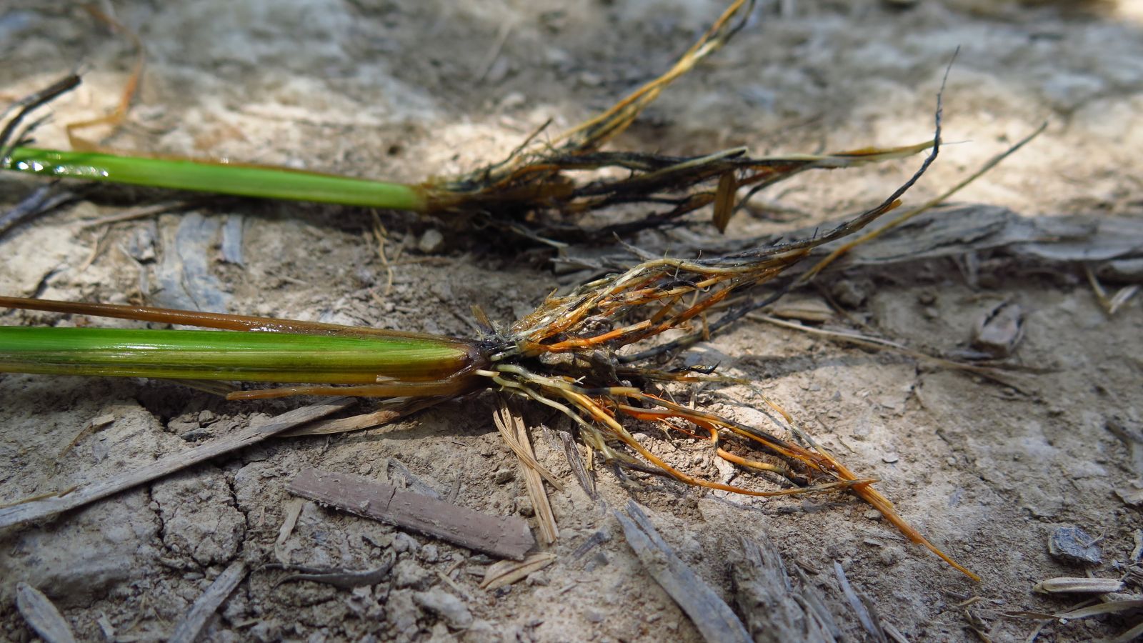 A close-up shot of several uprooted plants, showcasing their wet, mushy roots which was caused by root rot