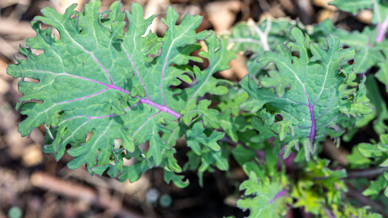 ‘Red Russian’ kale featuring flat, jagged green leaves with vibrant purple veins and stems.
