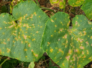 Downy mildew on cucumber plant.