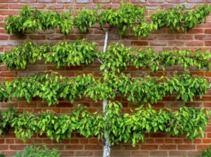 One of many espalier fruit trees appearing healthy with lush green leaves against a red brick wall with supports on each end
