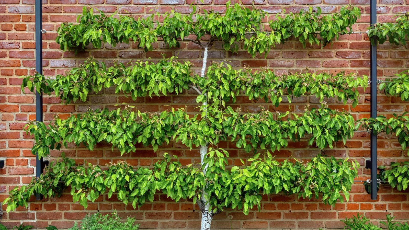 One of many espalier fruit trees appearing healthy with lush green leaves against a red brick wall with supports on each end