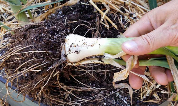 Harvesting Leeks