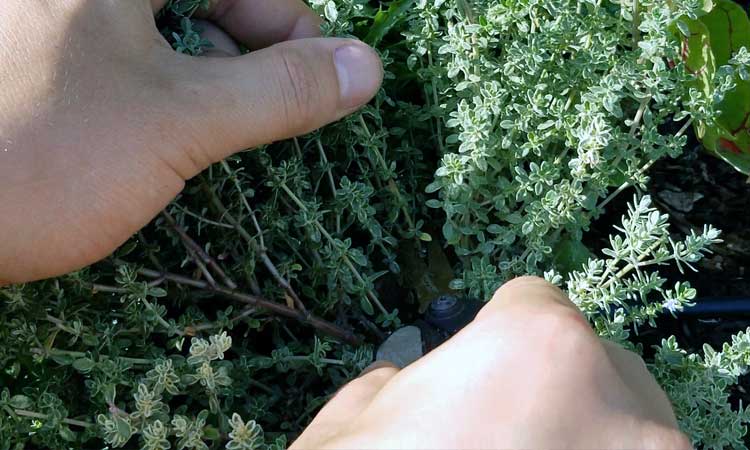 Harvesting Thyme
