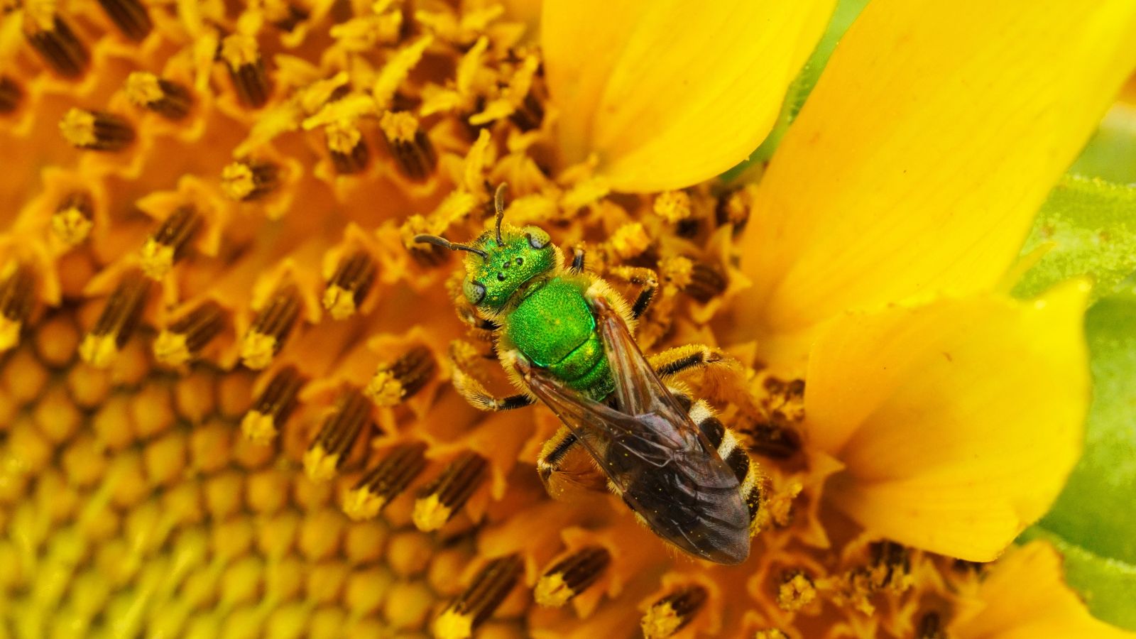 A close-up shot of a green colored insect on top of a yellow flower
