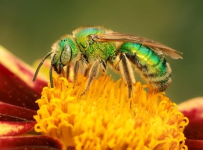 A macro shot of a green colored insect known as the sweat bees