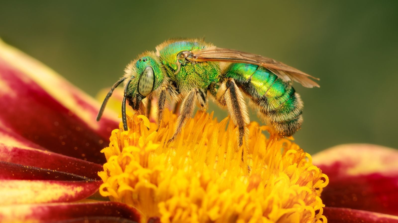 A macro shot of a green colored insect known as the sweat bees