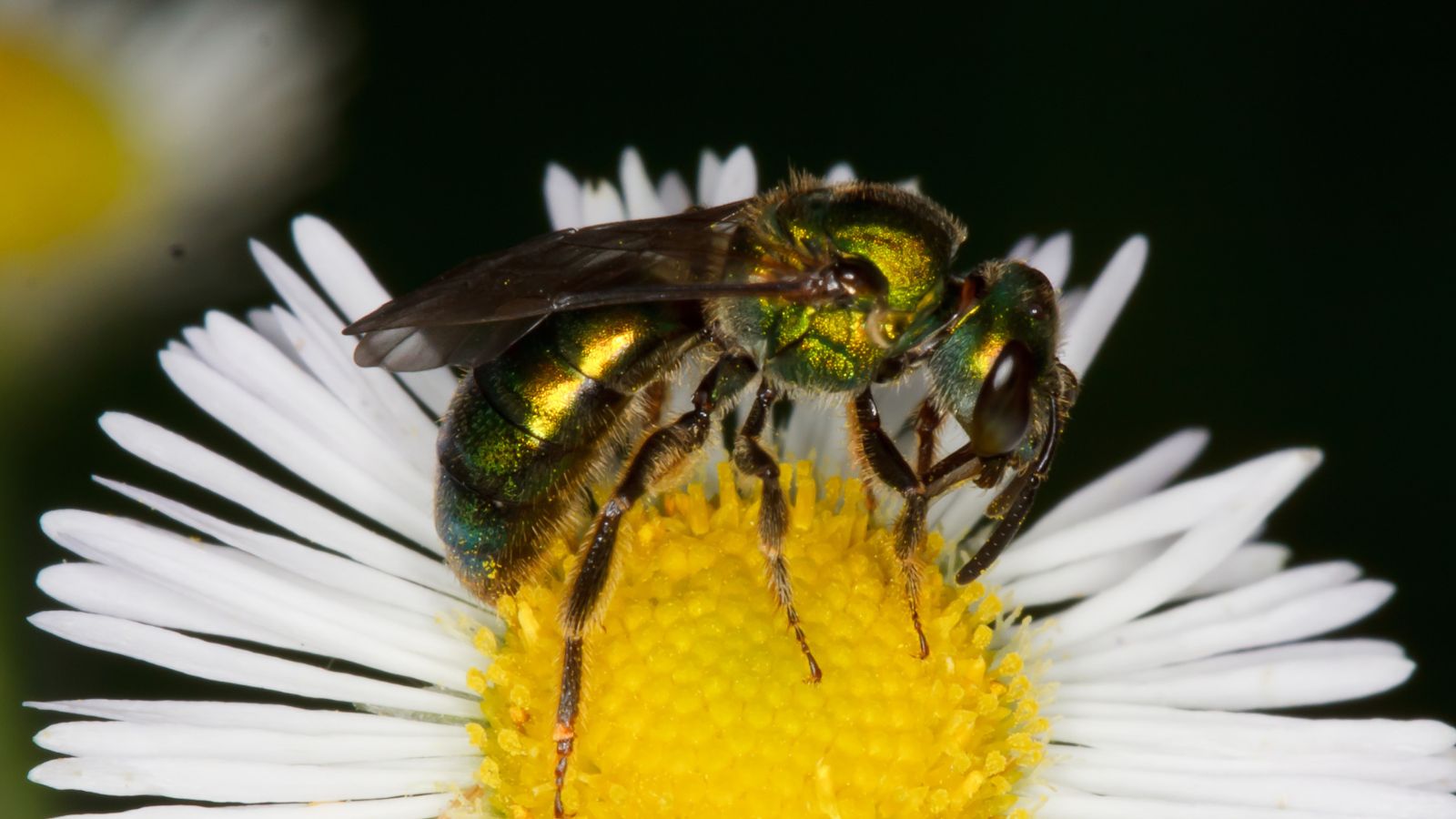 A macro shot of a green colored insect on top of a white flower