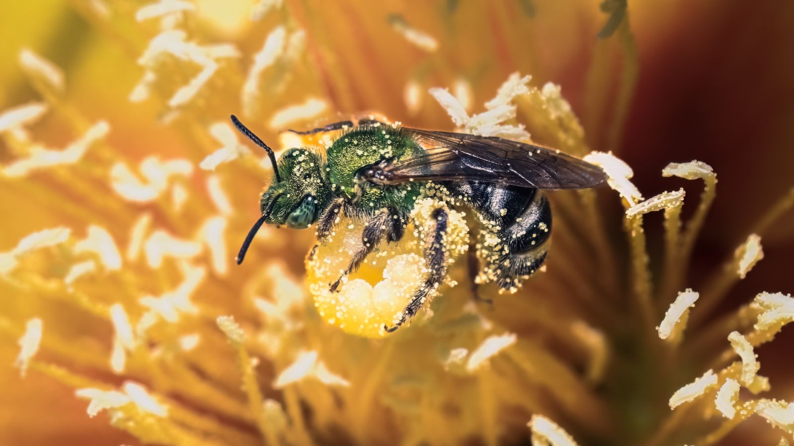 A macro shot of green colored insect covered in pollen and on top of a flower