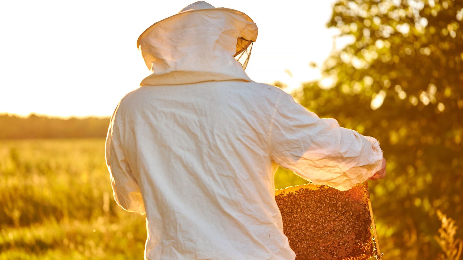 A shot of a beekeeper in a well lit area outdoors