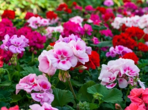 A shot of a field of developing flowers called geraniums
