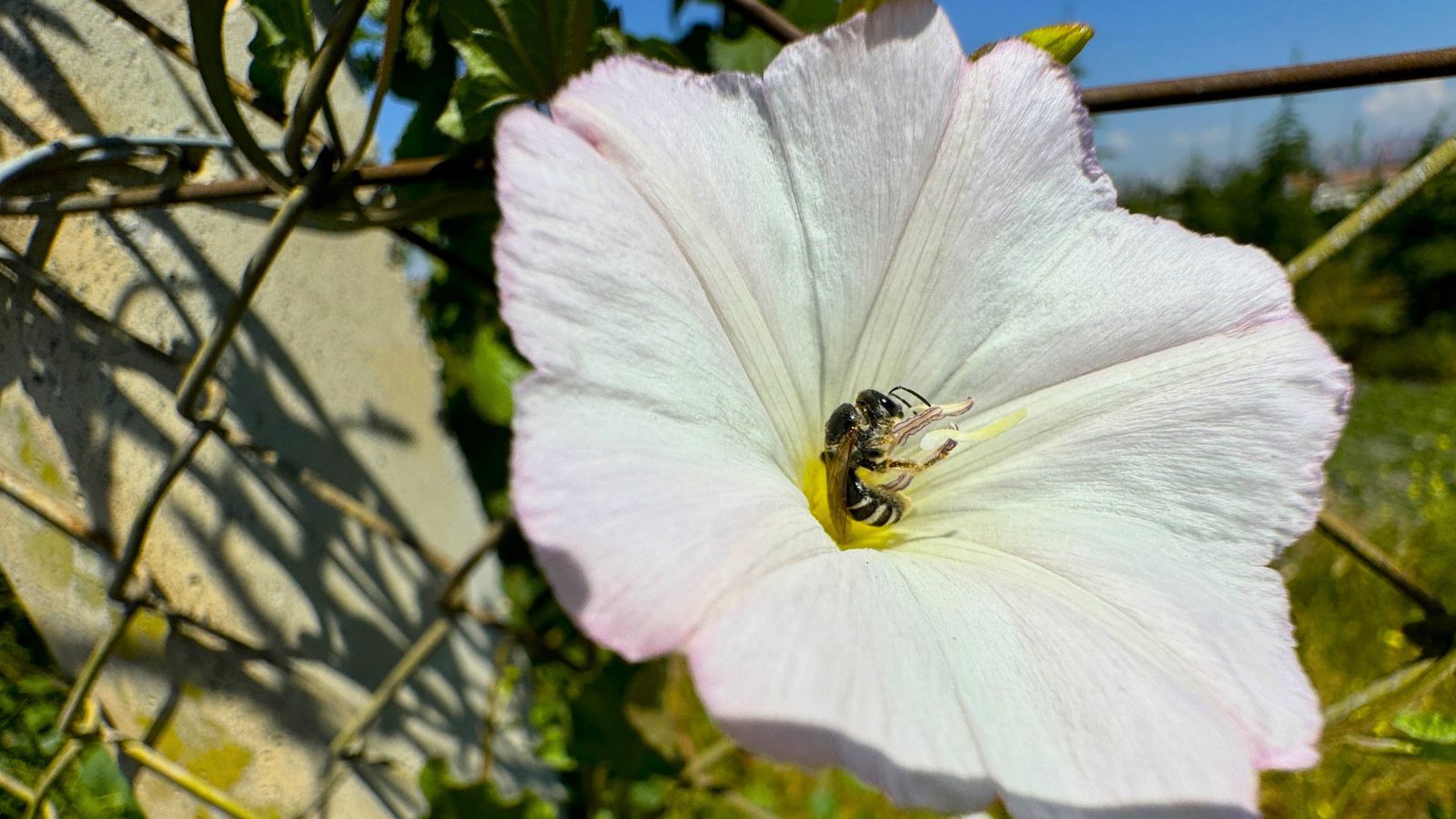 A shot of a flower with an insect on its center in a well lit area outdoors