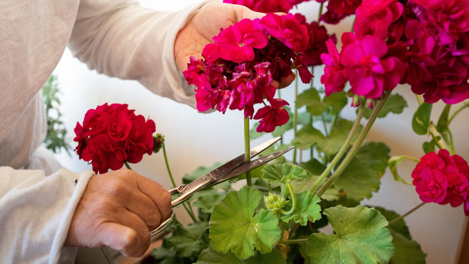 A shot of a person in the process of deadheading flowers of a prennial