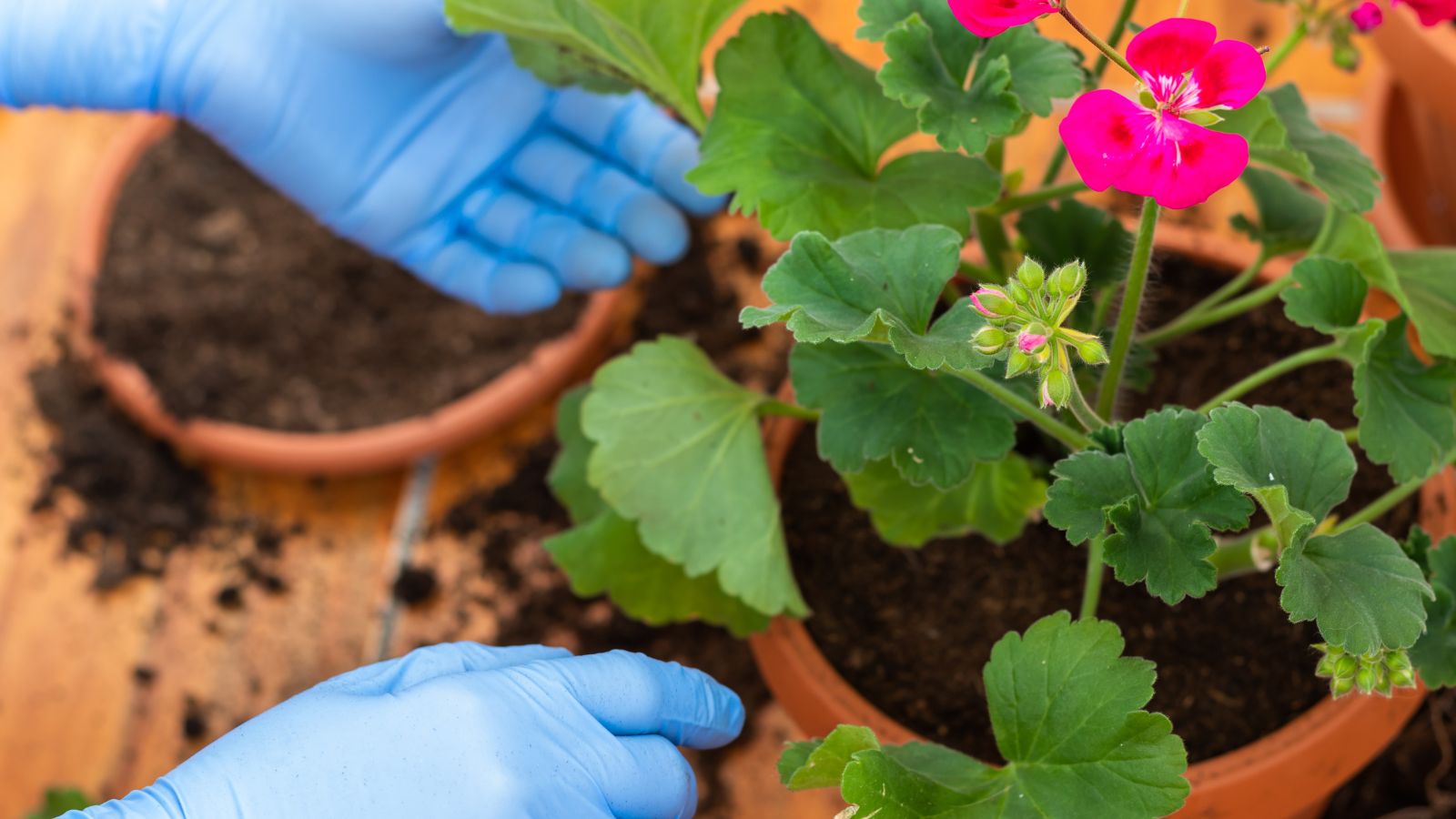 A shot of a person in the process of repotting a perennial in a well lit area