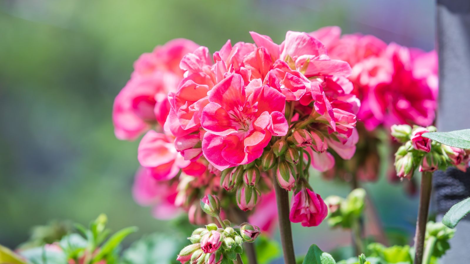 A shot of pink flowers of a perennial basking in bright sunlight outdoors