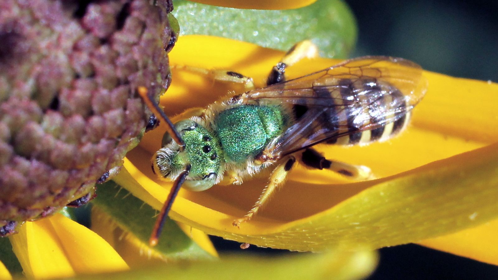 A macro and overhead shot of the Agapostemon angelicus