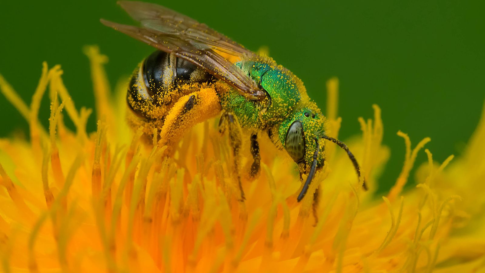 A macro shot of a Agapostemon coloradinus insect with pollen on top of a yellow flower