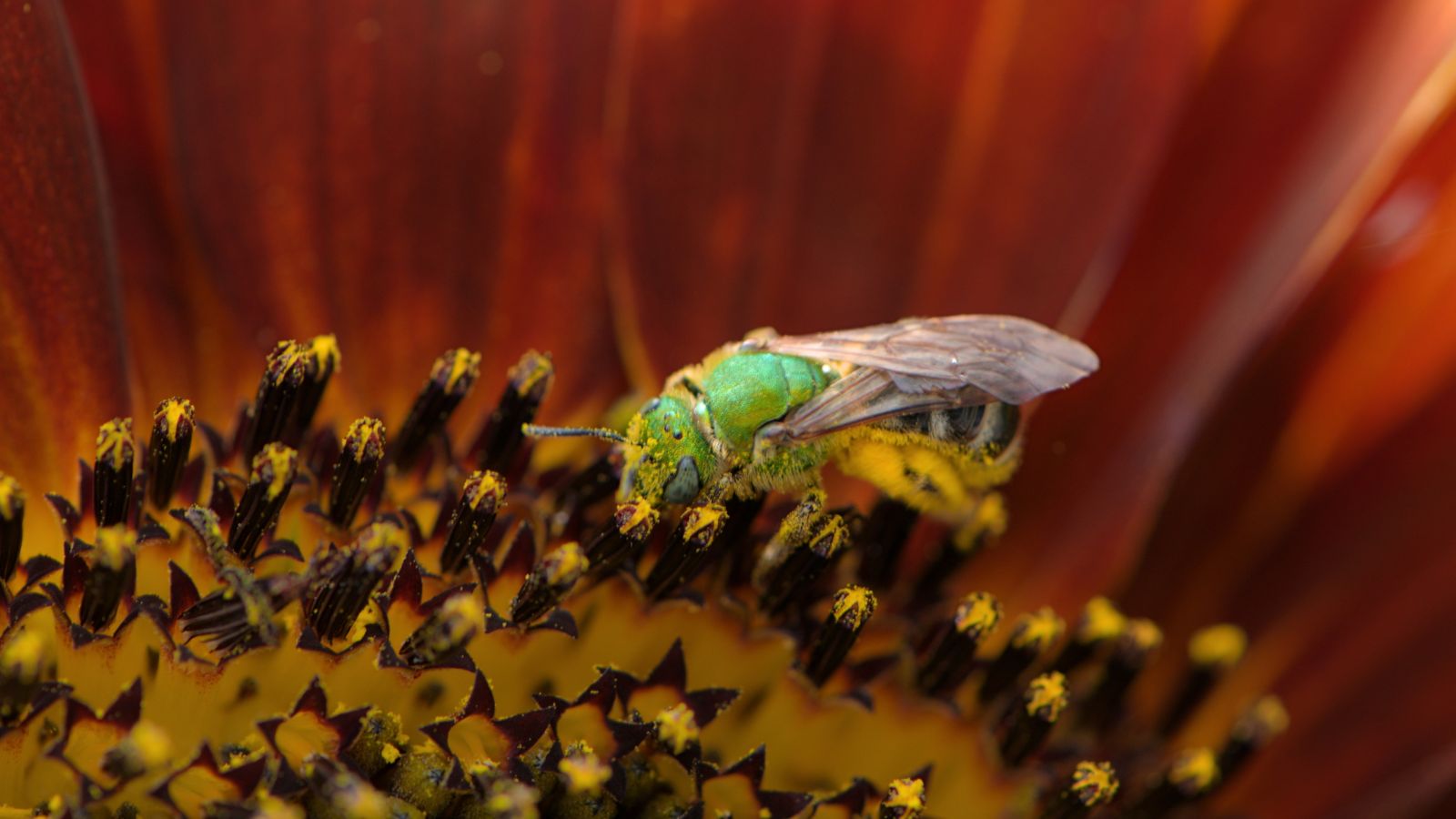 A macro shot of the Agapostemon melliventris insect, feeding on the nectar of a flower