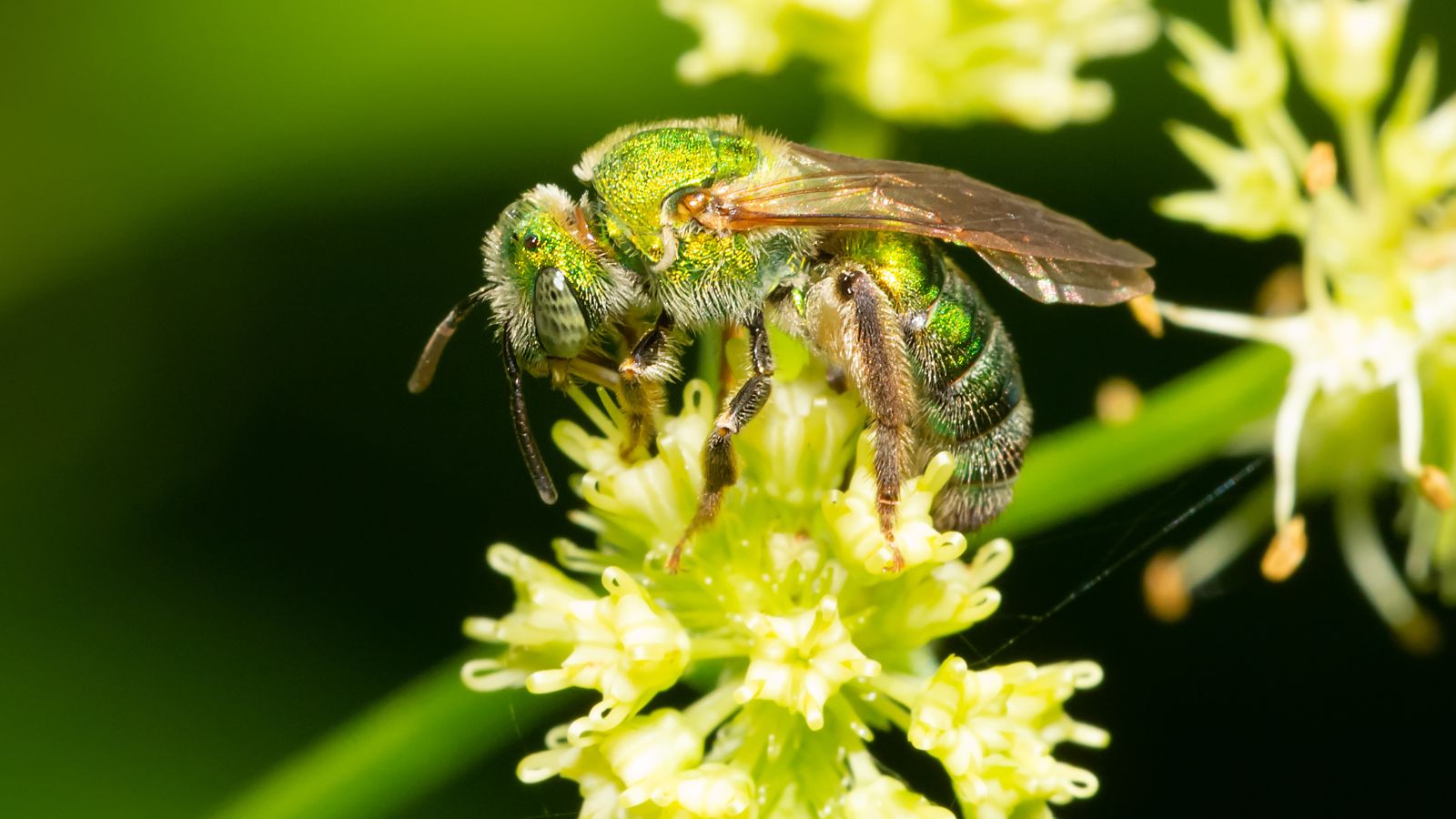 A macro shot of the Agapostemon sericeus type of insect showcasing its iridescent green shade