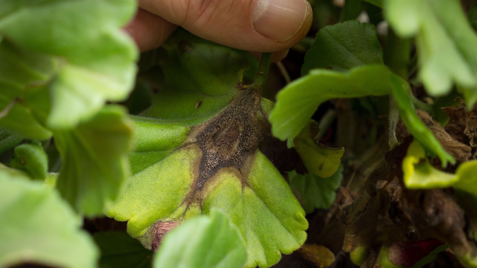 Leaves appearing damaged having brown parts because of a disease, harming the crop and making it rot