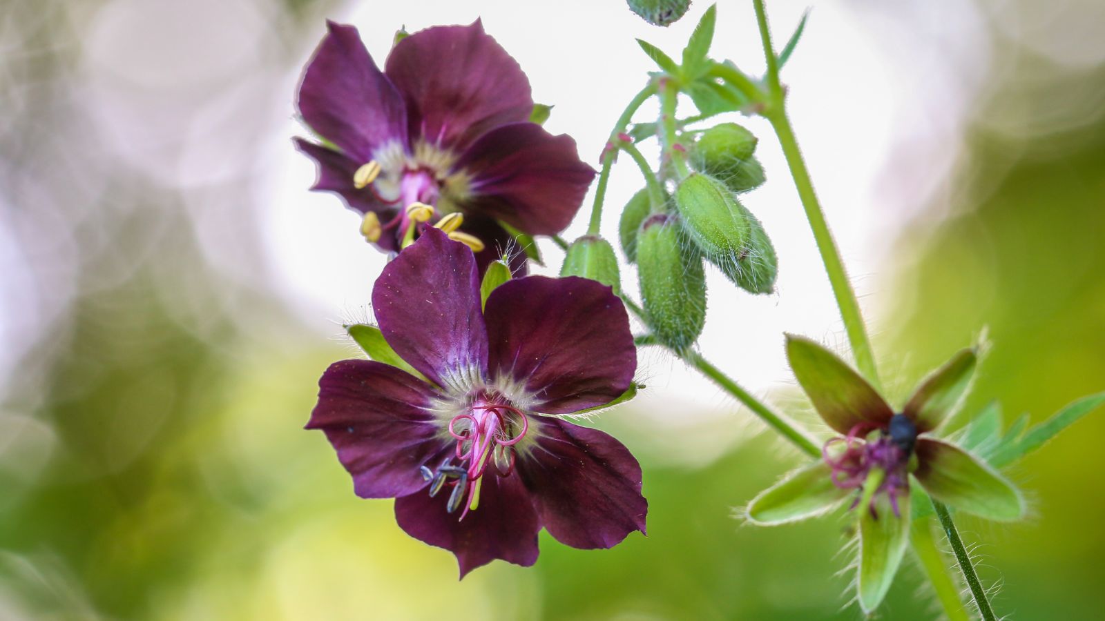 A closeup on Geranium phaeum blooms dangling from the plant with soft dark-colored petals and green leaves