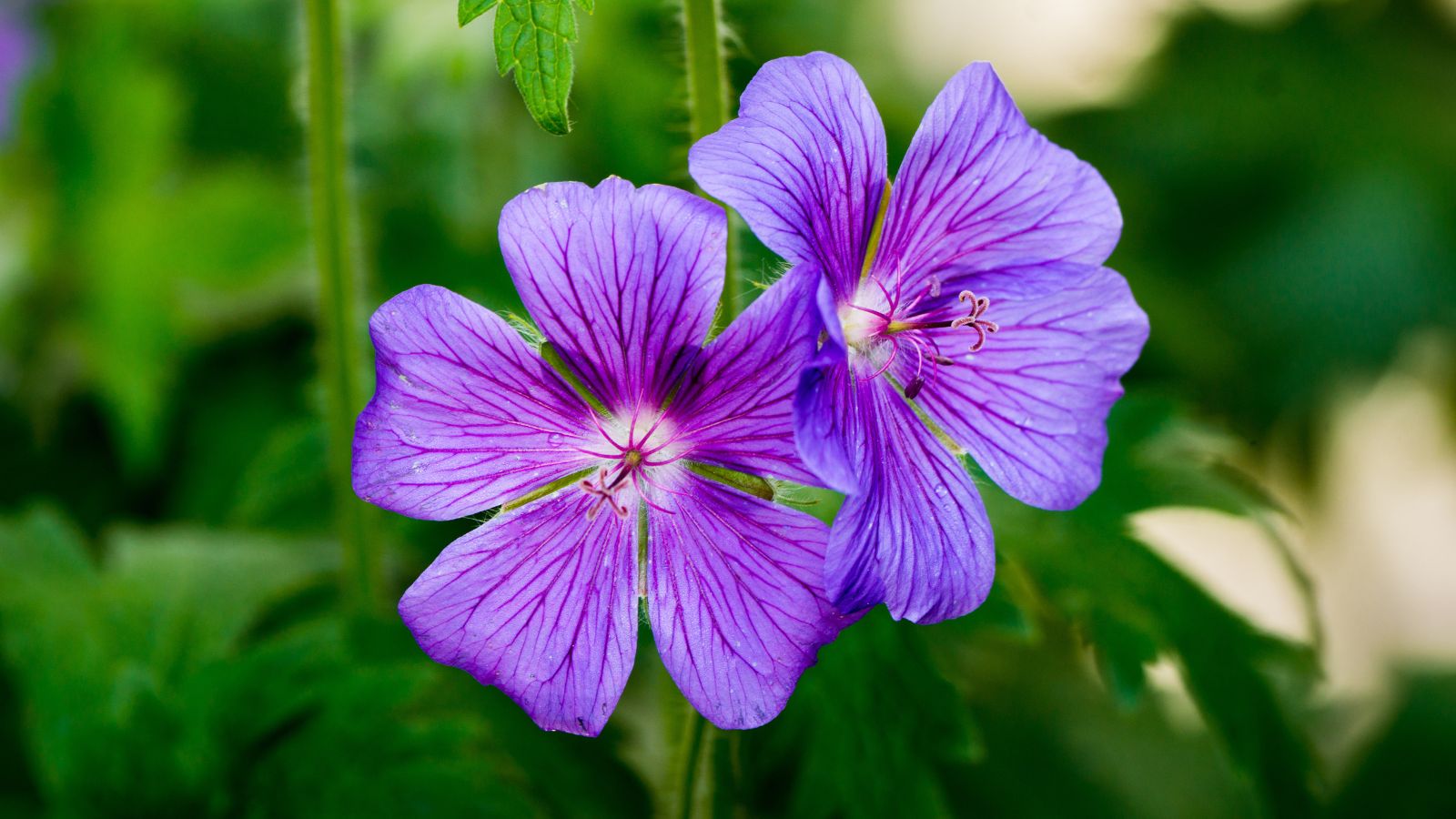 A close-up shot of flowers of a variety of an herbaceous perennial