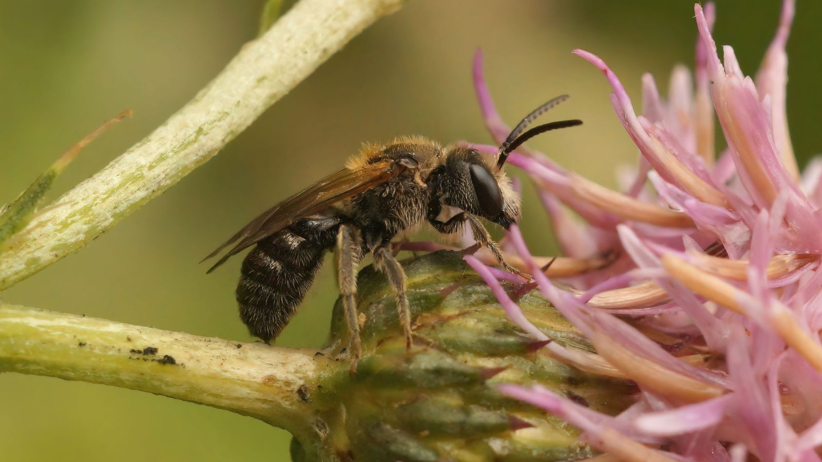 A macro shot of the Lasioglossum malachurum insect that is feeding on a pink colored plant