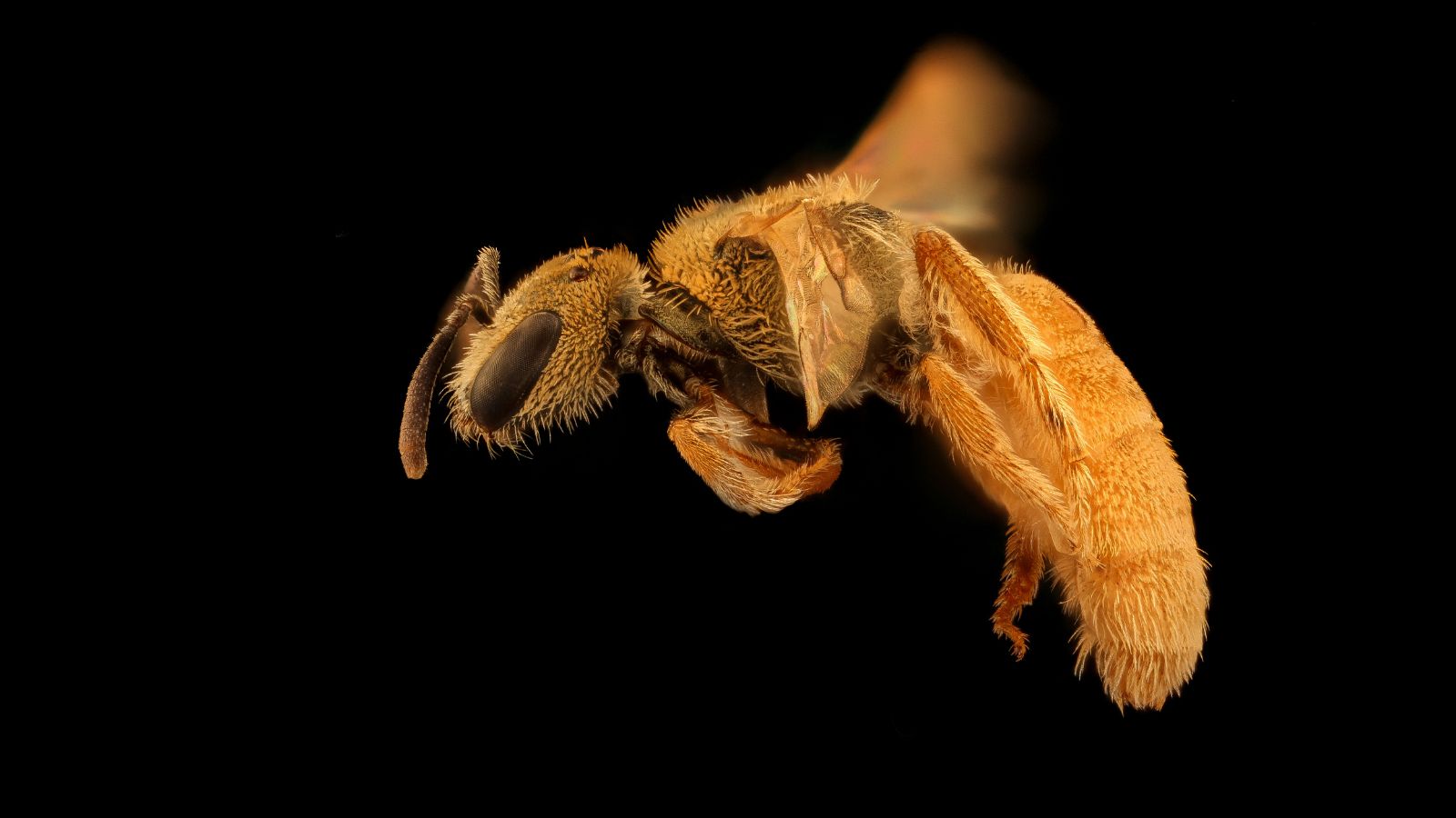 An isolated and macro shot of the Lasioglossum vierecki insect