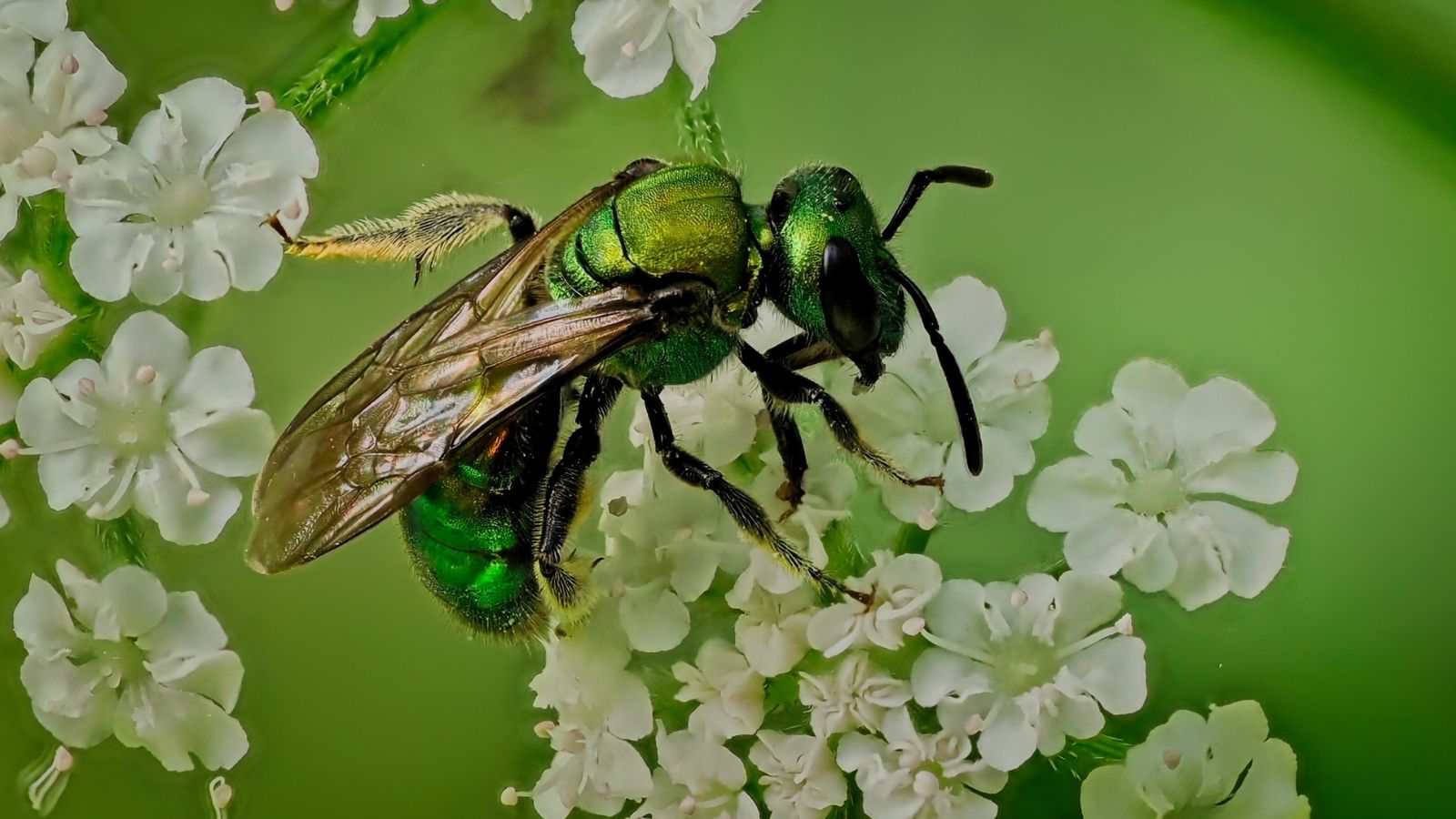 A close-up shot of a metallic green colored insect called Lasioglossum zephyrum