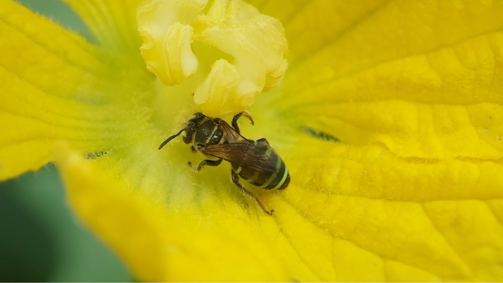 An overhead close-up shot of the Nomia melanderi insect on top of a yellow flower