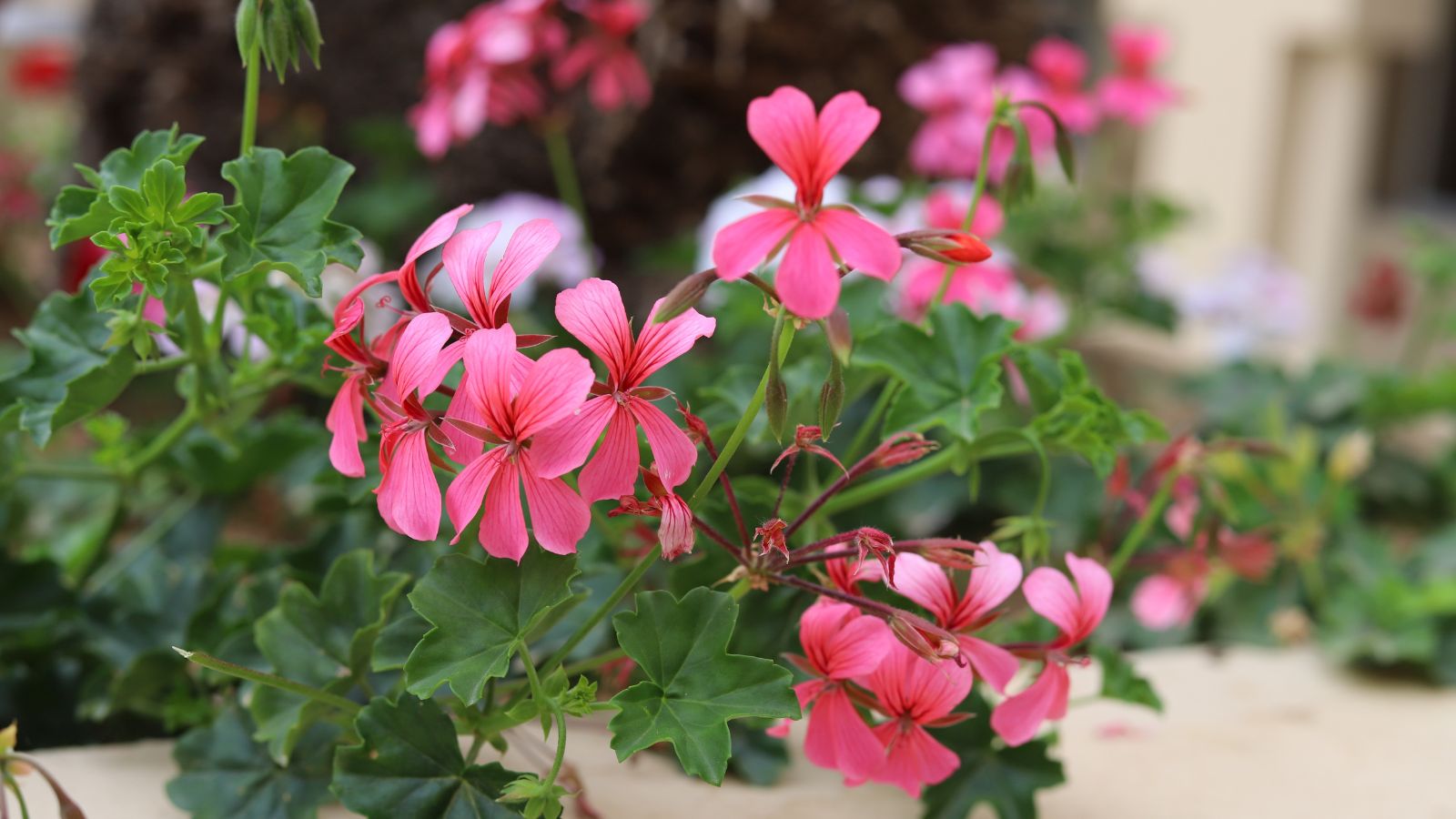 A close-up shot of several pink colored flowers of the Pelargonium peltatum