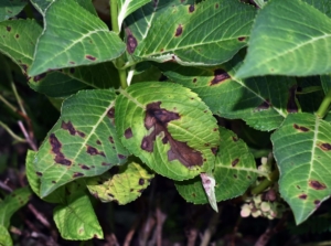 A busy with wide rounded leaves appearing damaged because of anthracnose causing dark brown markings