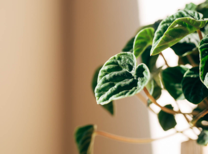 Peperomia houseplant.