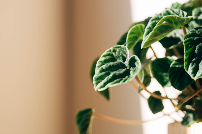 Peperomia houseplant.