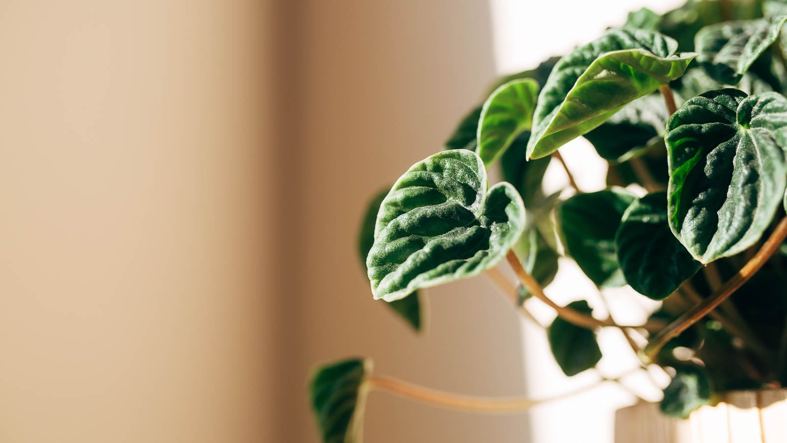 Peperomia houseplant.