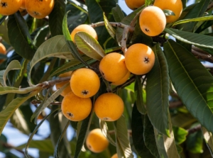 A shot of a developing fruit bearing shrub called the loquat tree