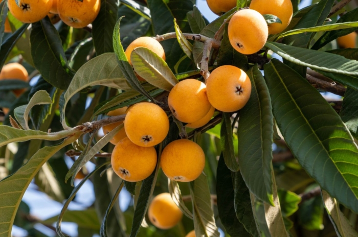 A shot of a developing fruit bearing shrub called the loquat tree