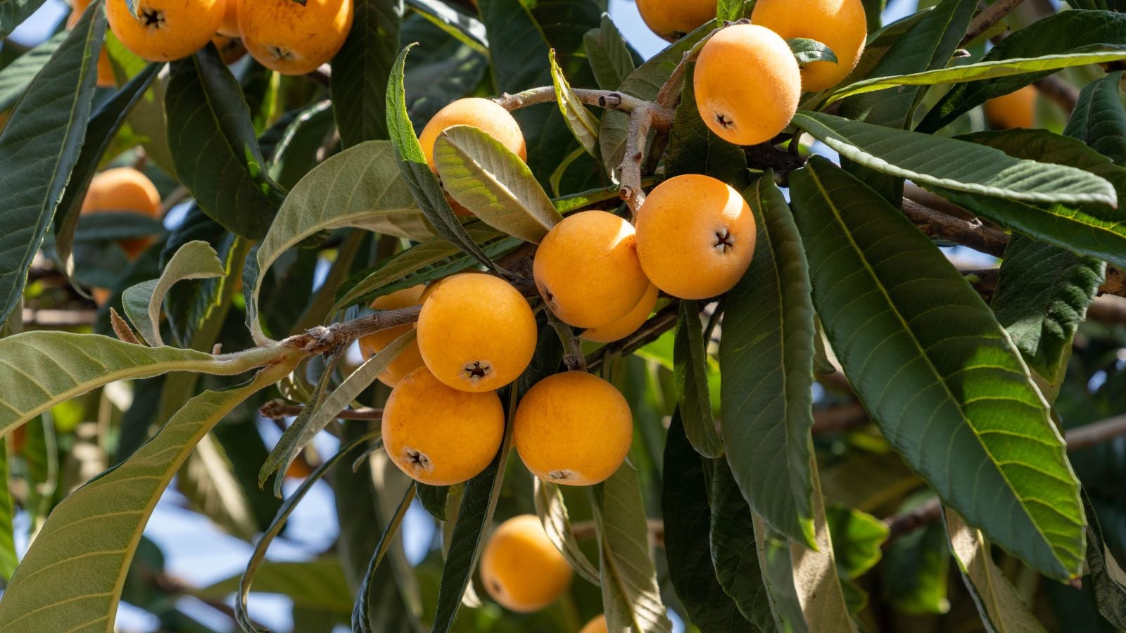 A shot of a developing fruit bearing shrub called the loquat tree