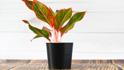 A shot of a houseplant that is placed in a black pot on a wooden surface in a well lit area indoors